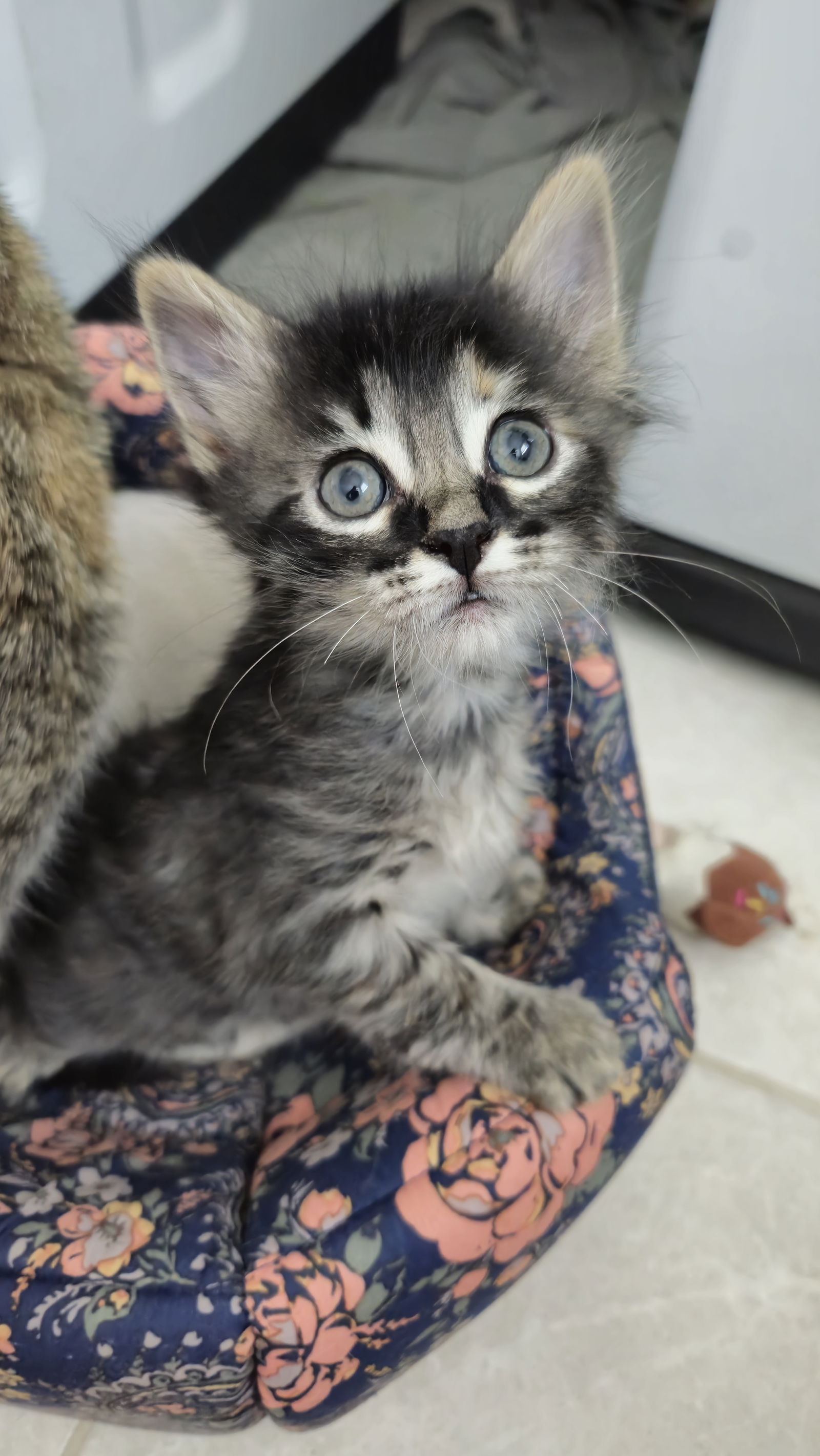 adoptable Cat in Aurora, CO named Pattypan