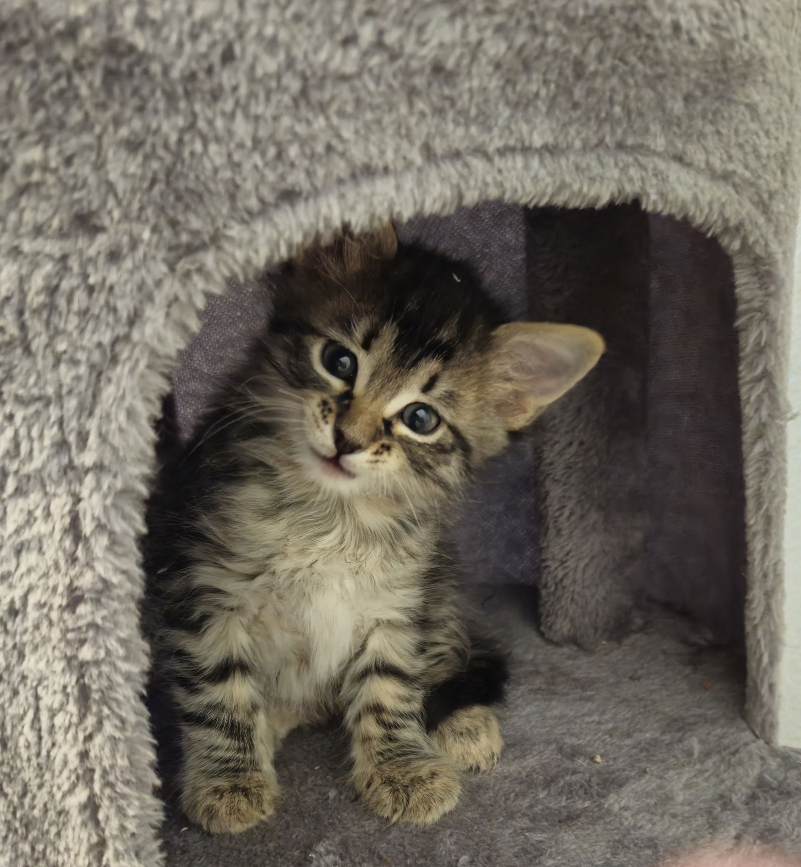 adoptable Cat in Aurora, CO named Zucchini