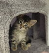 adoptable Cat in  named Zucchini