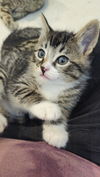 adoptable Cat in Aurora, CO named Cousa