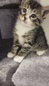 adoptable Cat in Aurora, CO named Kuri