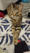 adoptable Cat in Aurora, CO named Squash
