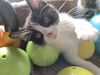 adoptable Cat in Aurora, CO named Trout