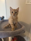 adoptable Cat in Aurora, CO named Naomi McPherson