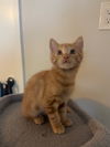 adoptable Cat in Aurora, CO named Josette Maskin
