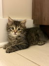 adoptable Cat in  named Taurus