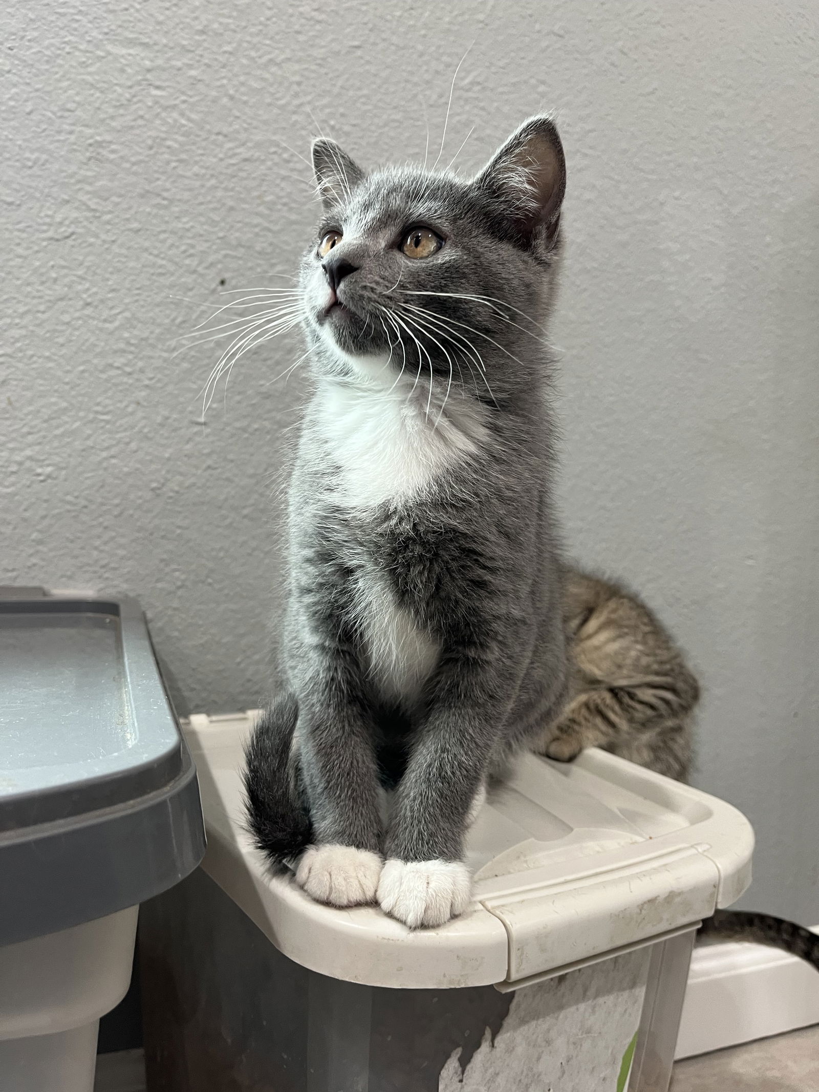 adoptable Cat in Aurora, CO named Killarney