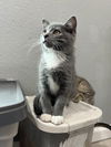 adoptable Cat in Aurora, CO named Killarney