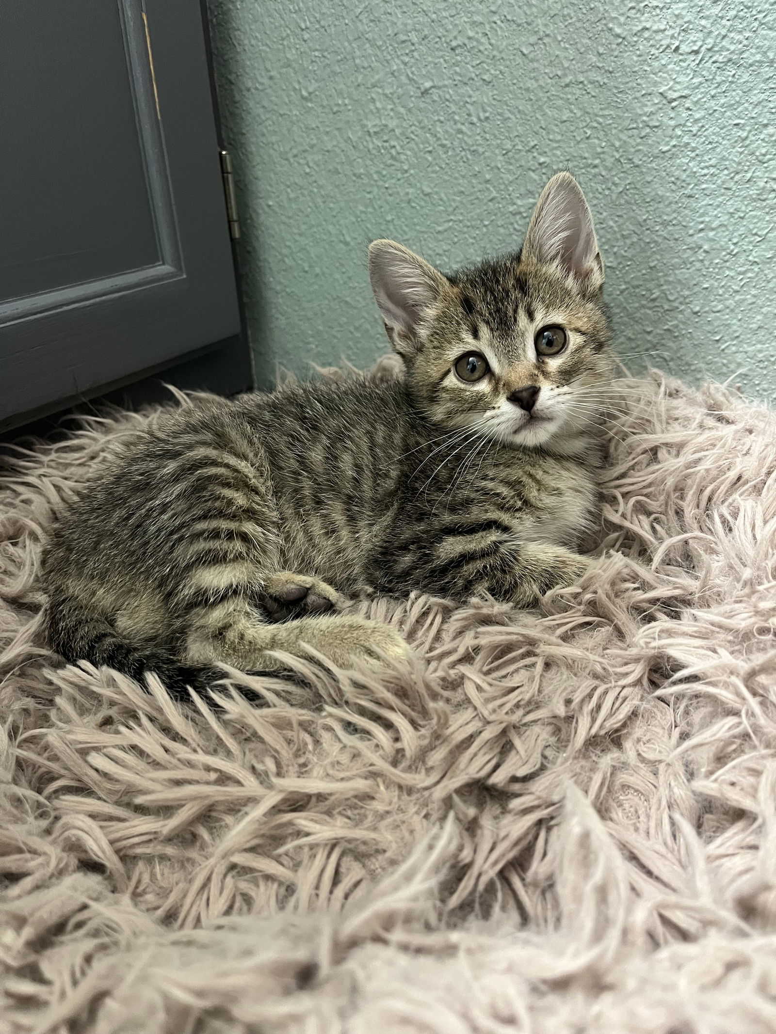 adoptable Cat in Aurora, CO named Belfast