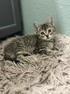 adoptable Cat in Aurora, CO named Belfast
