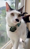 adoptable Cat in Aurora, CO named Mama Madonna
