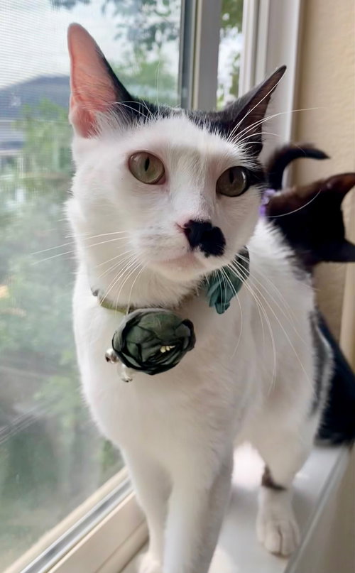 picture of the cat needing adoption