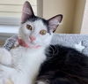 adoptable Cat in Aurora, CO named Stevie Nicks