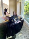 adoptable Cat in Aurora, CO named Bowie David (FEMALE)