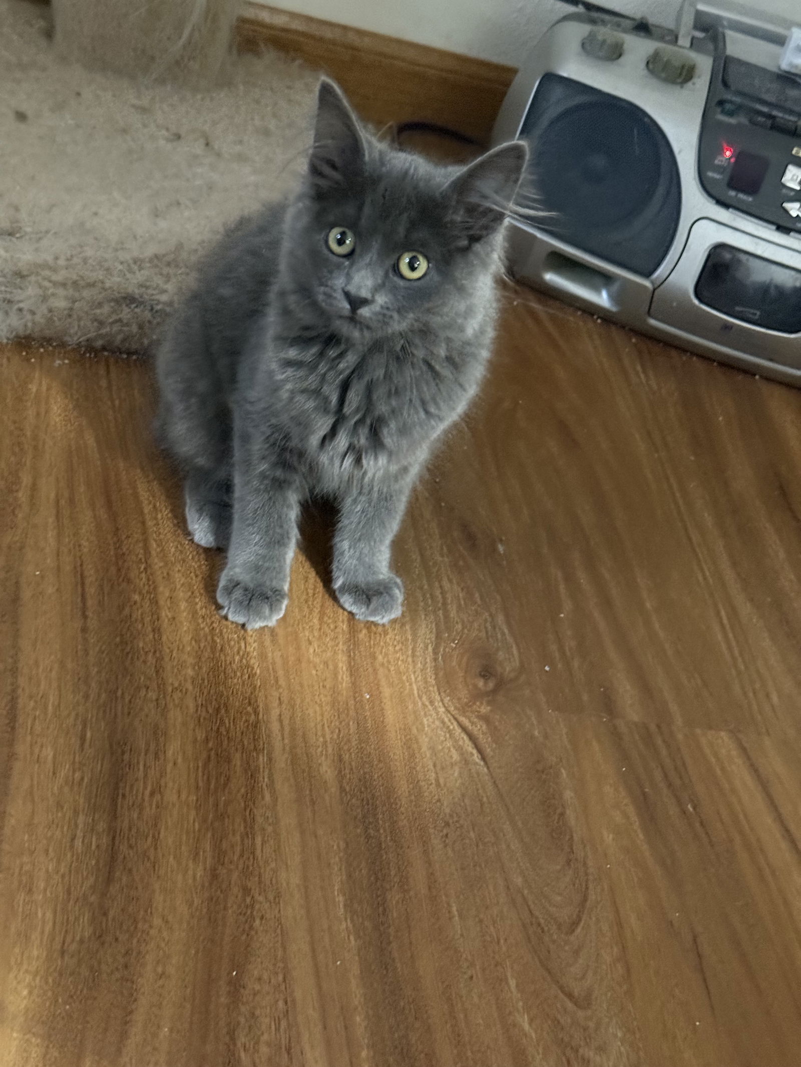 adoptable Cat in Aurora, CO named Cloud Puff
