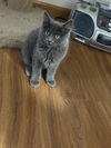 adoptable Cat in  named Cloud Puff