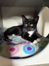 adoptable Cat in Aurora, CO named Dot