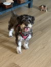 adoptable Dog in  named Lemur
