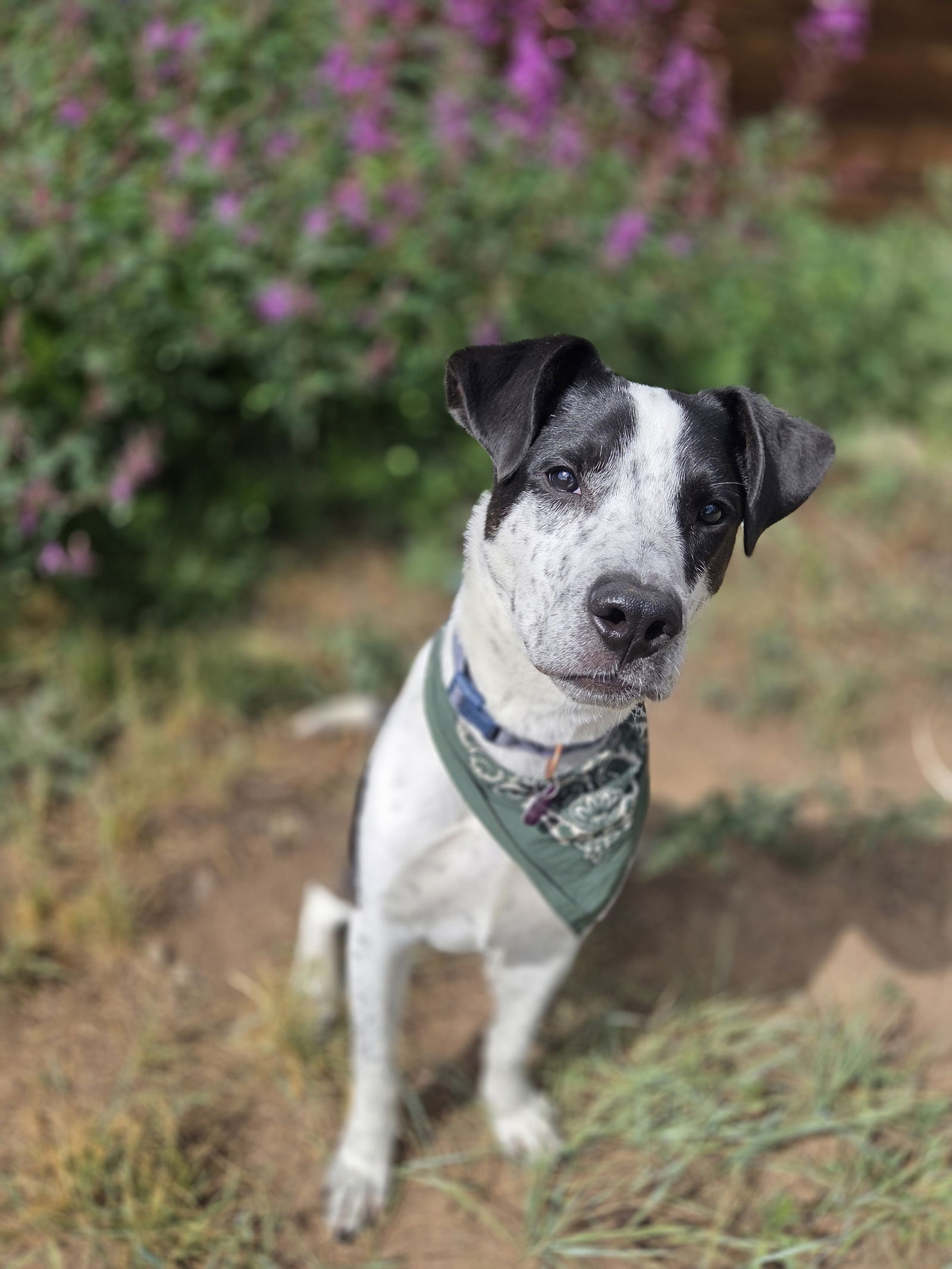 adoptable Dog in Aurora, CO named Cozby