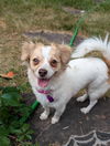 adoptable Dog in  named Violet #4