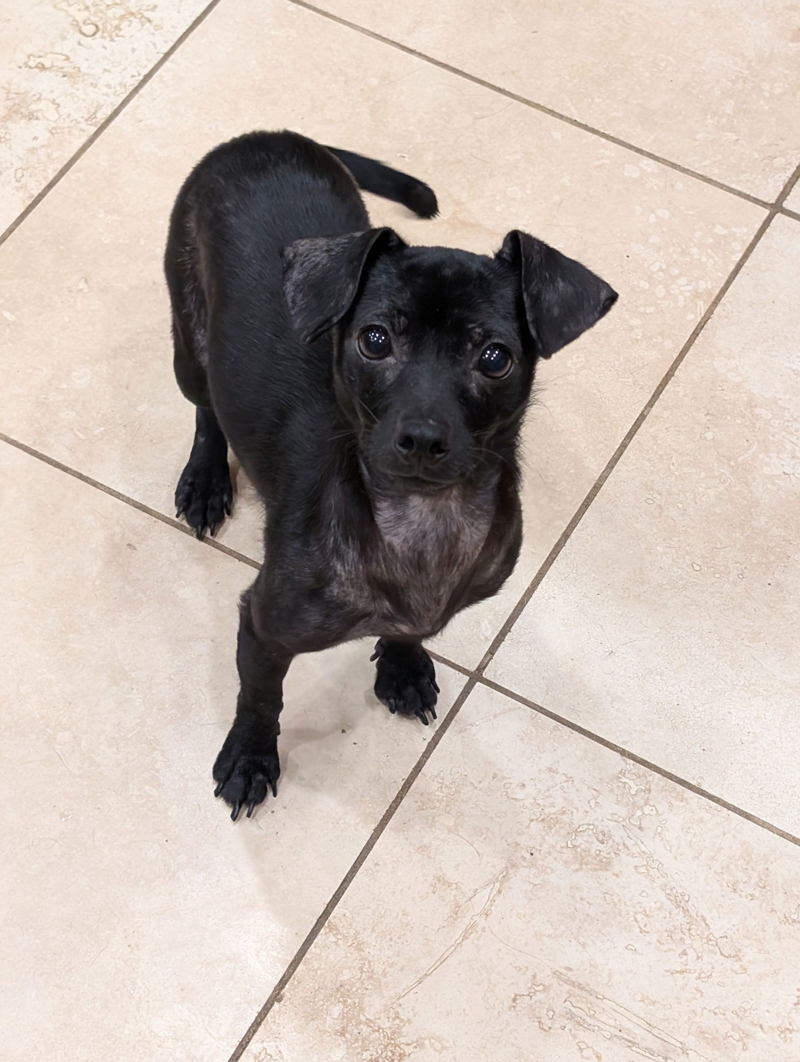 adoptable Dog in Aurora, CO named Jolene #3