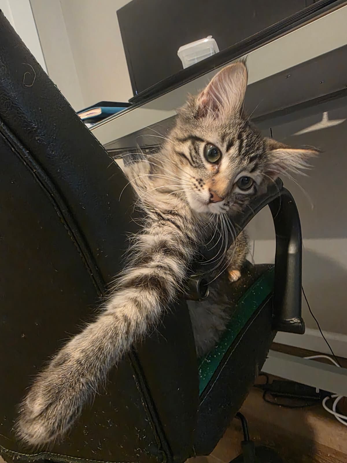adoptable Cat in Aurora, CO named Sake Soda