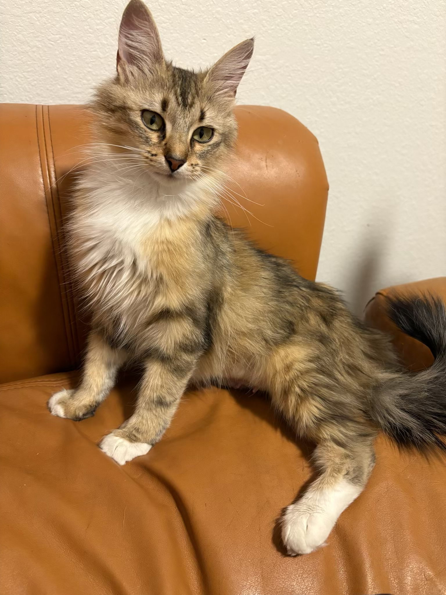 Maine Coon Cat Rescue Colorado: Find Your Perfect Feline Friend Today