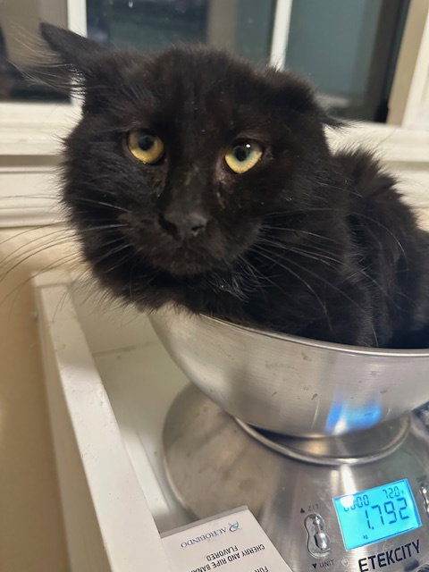 picture of the cat needing adoption