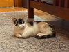 Tink - Photo 1