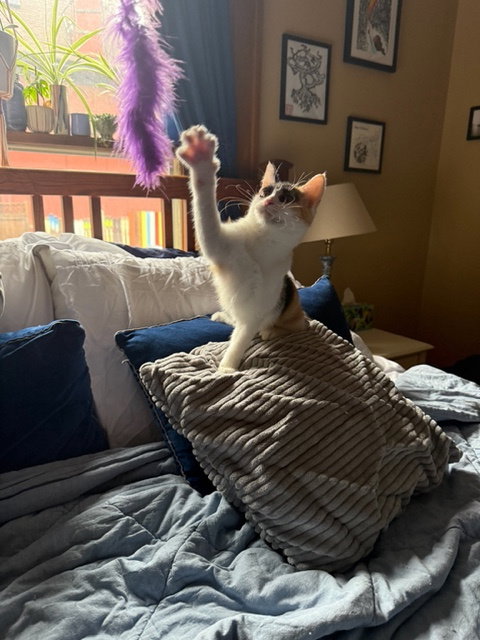 TINK - Domestic Short Hair available for adoption