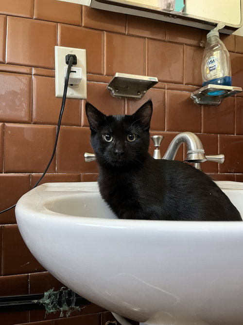 picture of the cat needing adoption