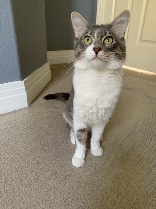picture of the cat needing adoption