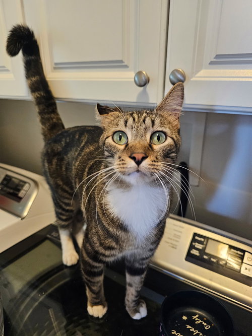 picture of the cat needing adoption