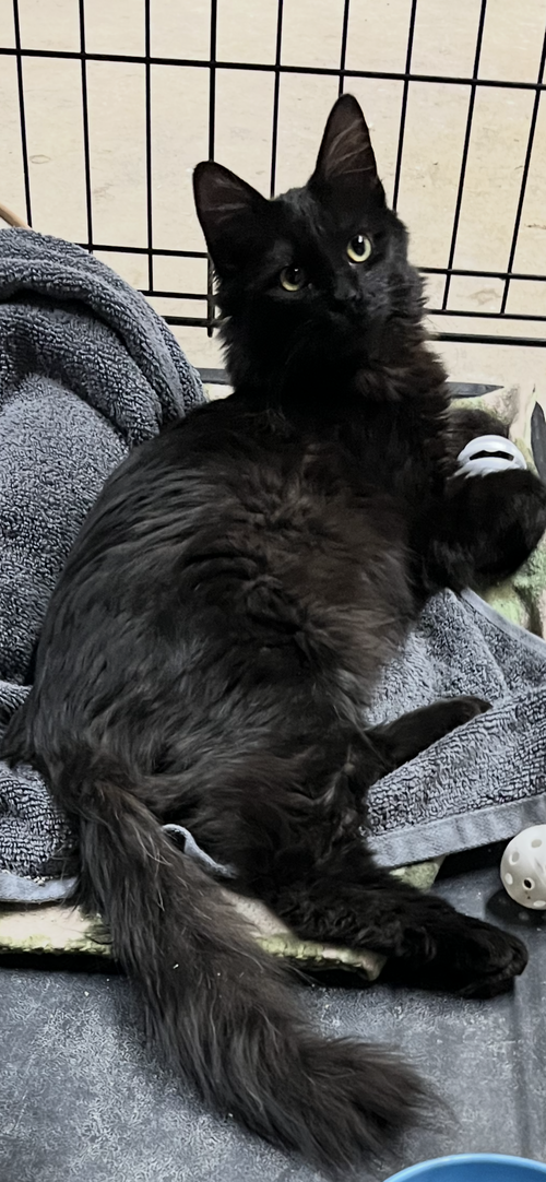 picture of the cat needing adoption