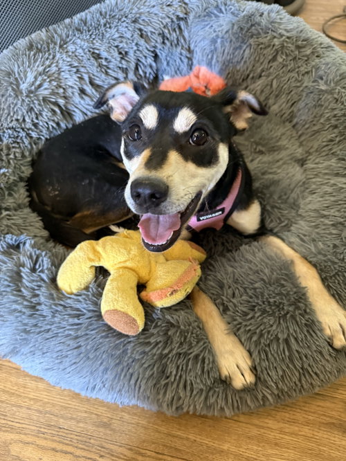 TJ #3, an adoptable Shiba Inu in Aurora, CO