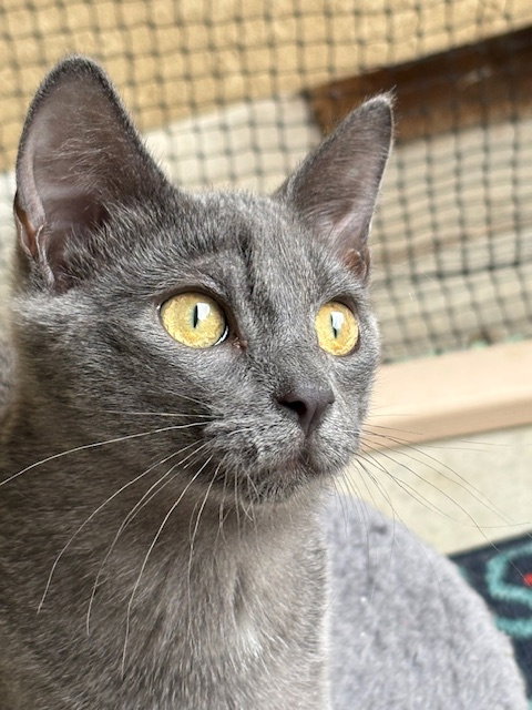 picture of the cat needing adoption