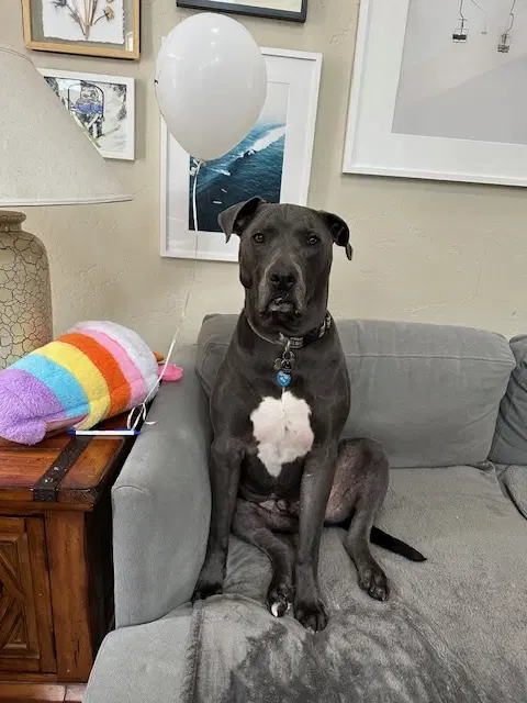 Saranac - Aka Snacks Courtesy - Pit Bull Terrier