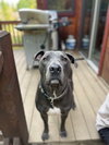 Saranac - aka "Snacks" (Courtesy) - Photo 4