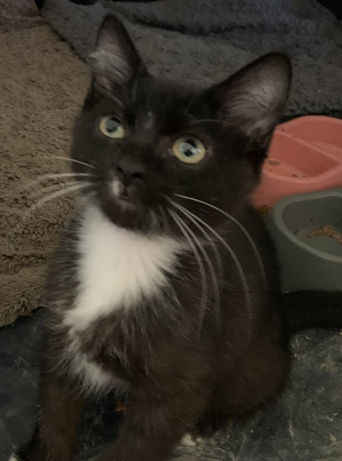 picture of the cat needing adoption