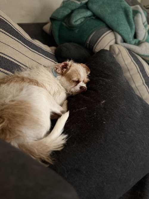 Photo of Rebel #3