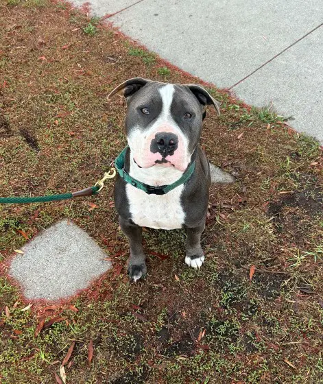 Benny Courtesy - Staffordshire Bull Terrier