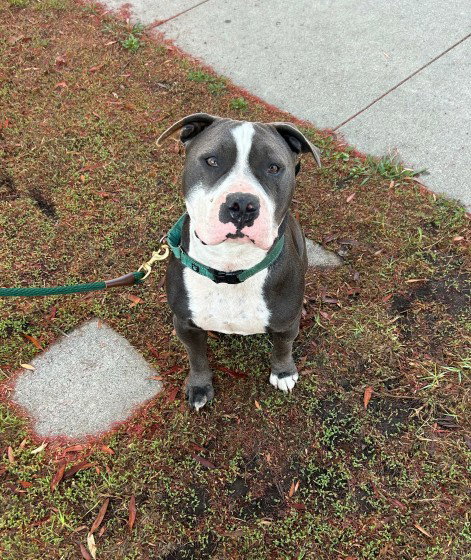 BENNY (COURTESY) - Staffordshire Bull Terrier available for adoption