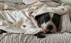 Benny (Courtesy) - Photo 2