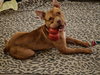 Roscoe #6 - Photo 2