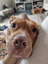 Roscoe #6 - Photo 7
