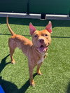 Roscoe #6 - Photo 8