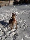 Roscoe #6 - Photo 6