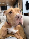Roscoe #6 - Photo 3