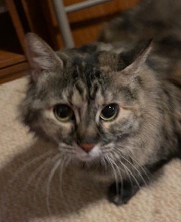 Bitty (cross/courtesy post)