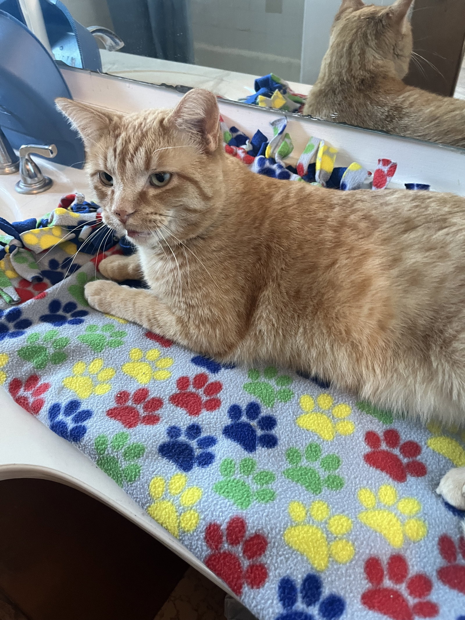 Cleveland (FIV+) Image